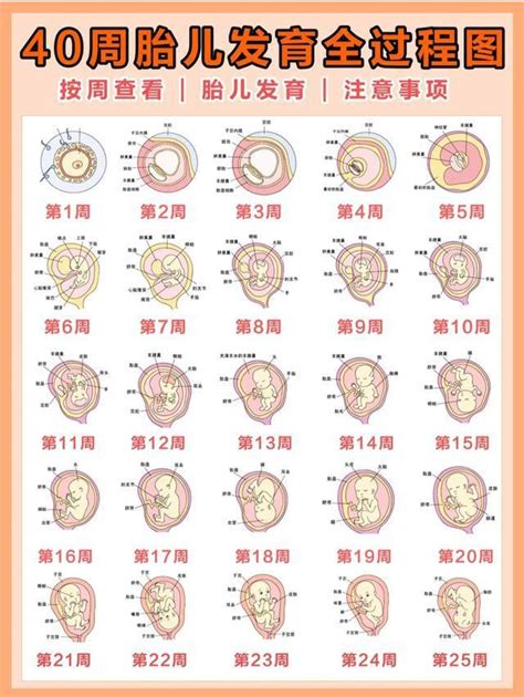 受孕圖|1～40週胎兒生長發育過程（寶寶發育圖解）－幸福起。